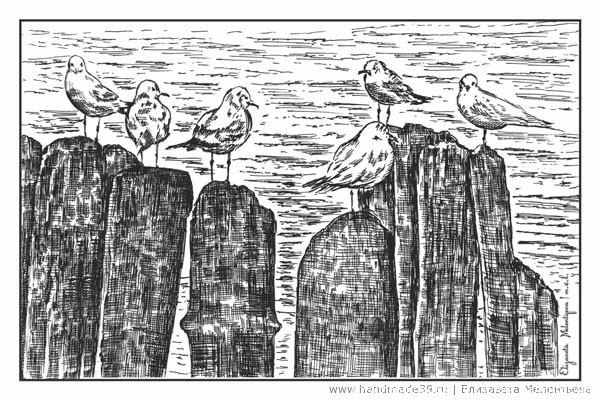 Балтийские чайки на волнорезе.