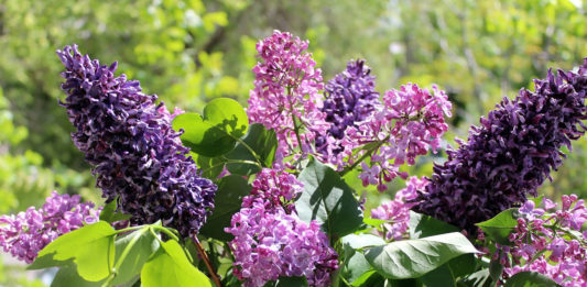 Как сделать ветку сирени из шишек туи – мастер-класс Как сделать ветку сирени из шишек туи – мастер-класс